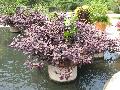 Purple Knight Alternanthera / Alternanthera dentata 